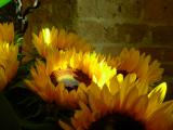 Sunflower in an old church