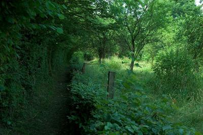 Chemin dans les vergers