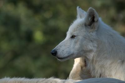 Loup de l'Arctique