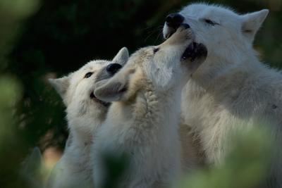 Loup et louveteaux de l'Arctique