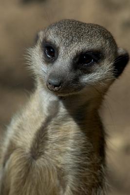 Suricate