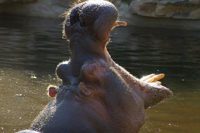 Hippopotame