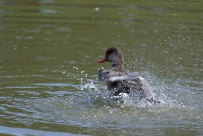 Nette rousse au bain