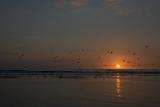 Mouettes et golands au coucher