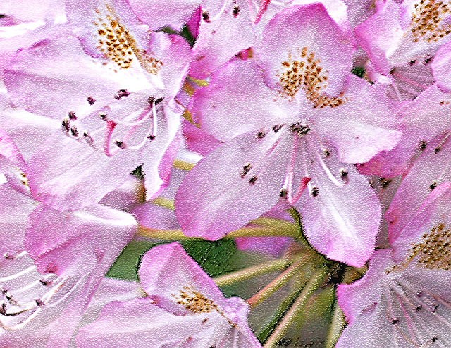 What to do with Flower Pics