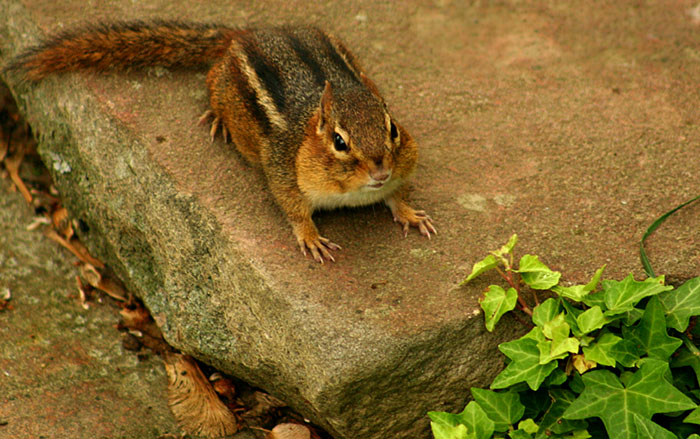 digipetchipmunk1