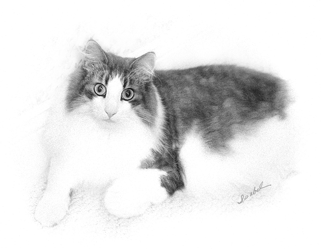 Bailey Sketch