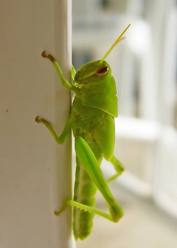 Grasshopper