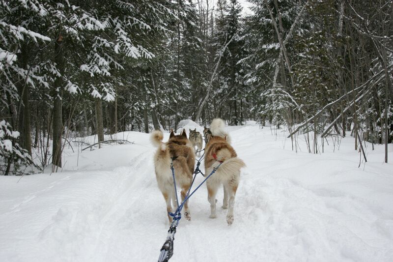 Mush!