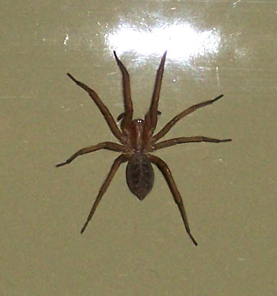 Icky Spider