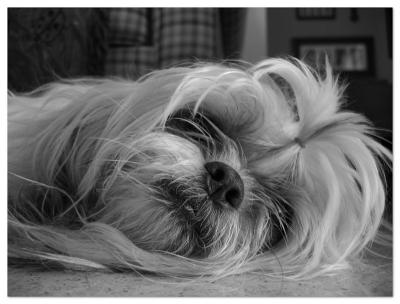 Gizmo's taking a Nap