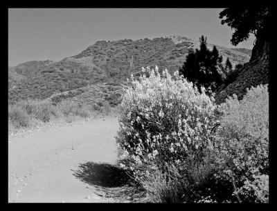 Mountain  Road, Santa Clara Divide