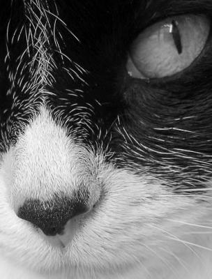 Black and White in B&W