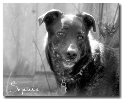 Sophie in Light