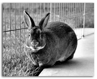 Mr. B (AKA Beezer)