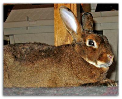 Beezer's Favorite Spot, Under The Coffee Table