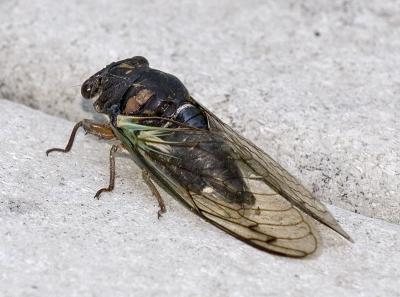 Cicada