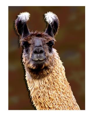Lla-Portrait