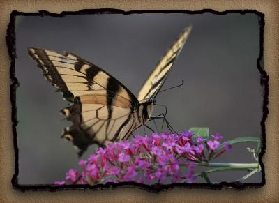 Versace Butterfly