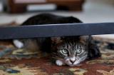 Hiding