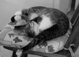 Dramatic Louie