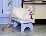 Waiting For Dinner