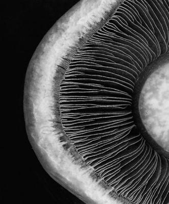 Mono Mushroom