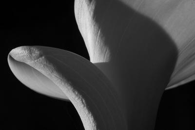 Touched by the afternoon sun 2
