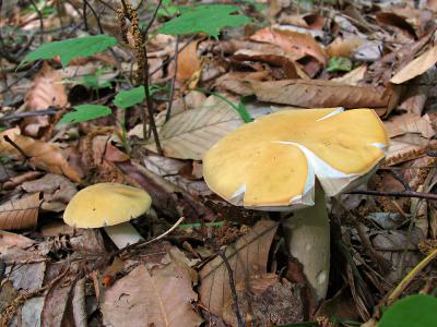 Chestnut Bolete (Gyroporus castaneus)