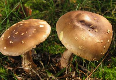 Yellow blusher (Amanita flavorubescens)