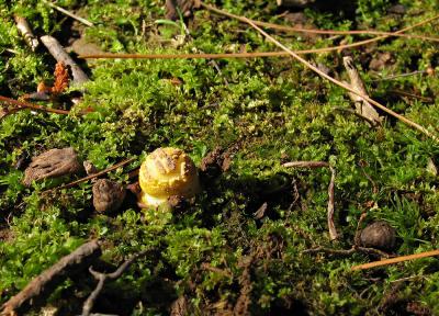 Yellow blusher button (Amanita flavorubescens)