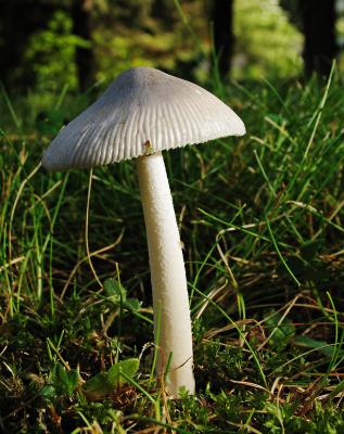 Grisette (Amanita vaginata)