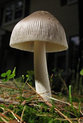 Grisette (Amanita vaginata)