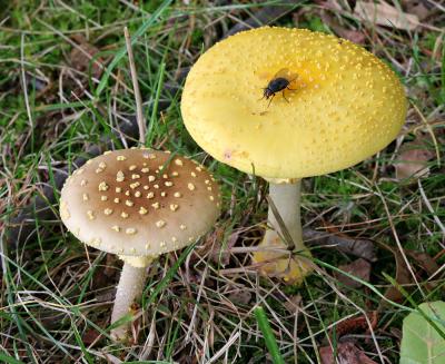 Amanita flavorubescens and Amanita flavoconia