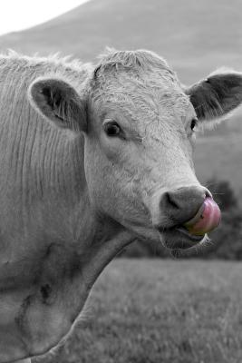 Castlerigg Cow
