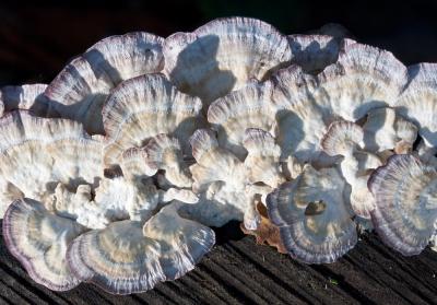 Violet Toothed Polypore (Trichaptum biformis)