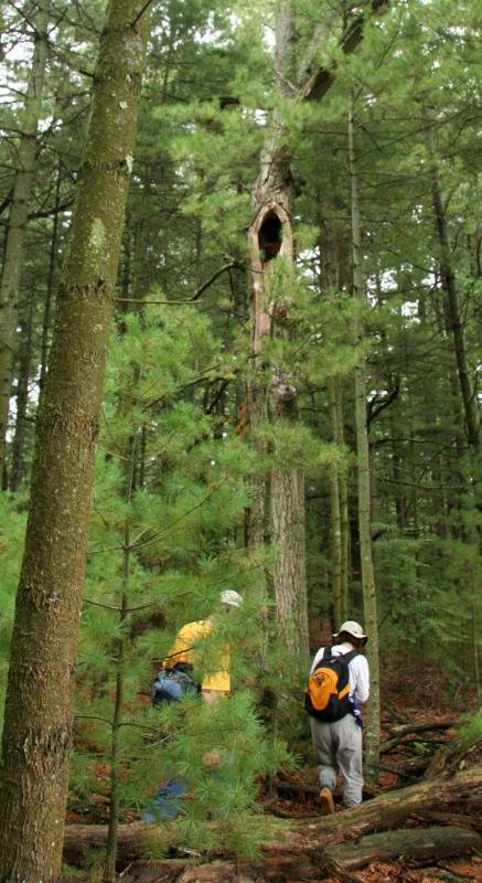 Large Tree cavity