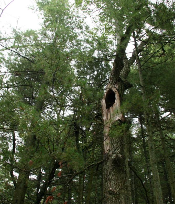 Tree Cavity