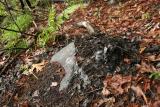 Beaver Mound