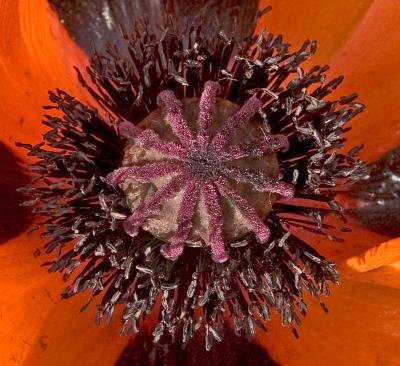 Poppy