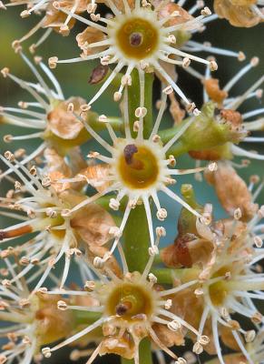 Whithered bloom of  a Cherry Laurel