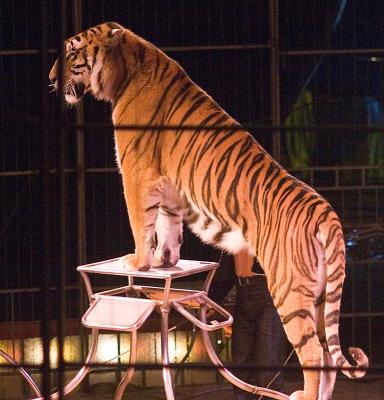 v3/25/417325/3/45614717.circus13.jpg