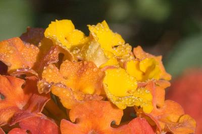 Morning dew