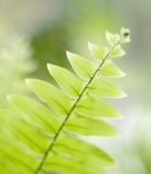 Fern