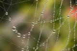 Spiderweb II