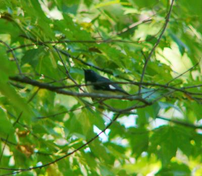 black throated blue warbler P1220238c.jpg