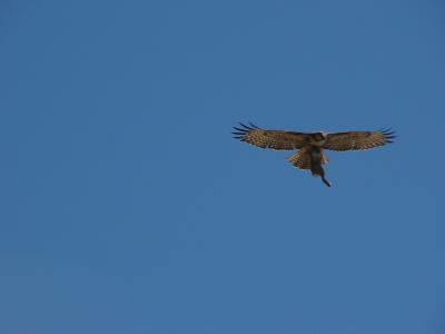 Redtailed hawk w prey P12108431.jpg