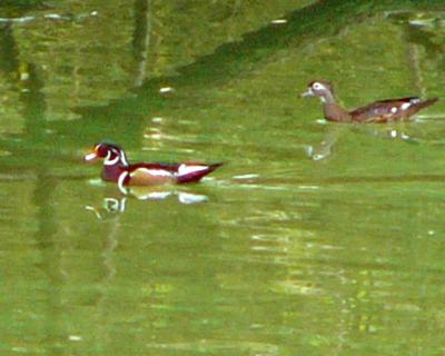 Wood duck pairP1220545a.jpg