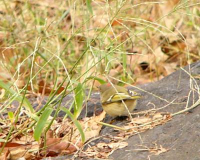 Rubycrowned kinglet P1220718a.jpg