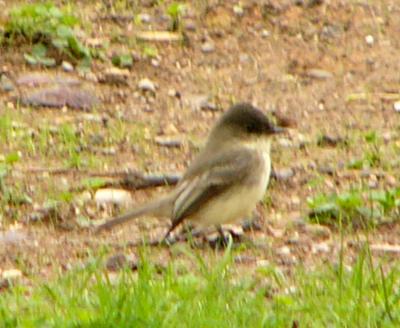 Eastern phoebe P1220690a.jpg